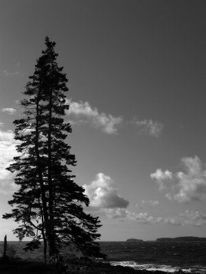 Tree at the beach