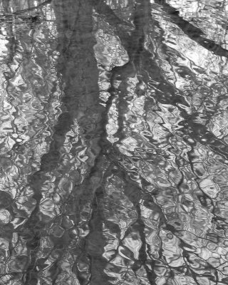 Trees reflected