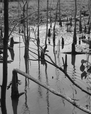 Swamp scene on way to Calvert Cliffs