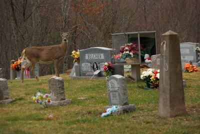 Deer in Cemetery