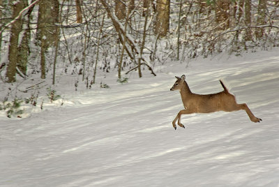 Deer Running in Snow