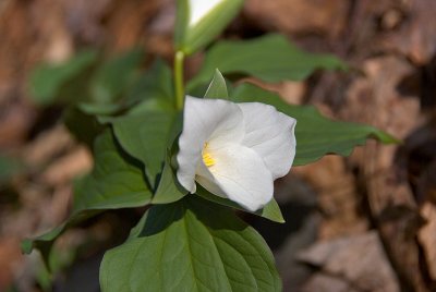 White Trillium