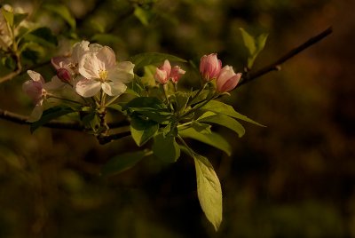 Apple Tree
