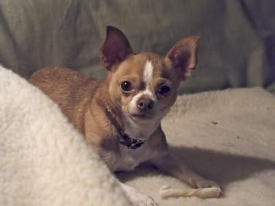 A Doggie Treasure