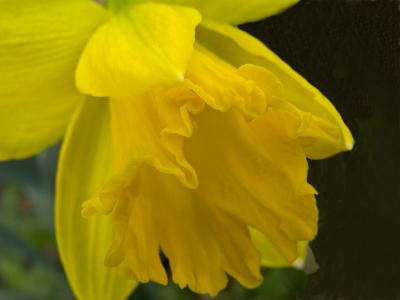 The First Daffodils