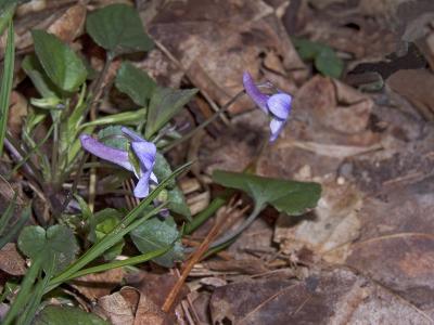 Dog Violet