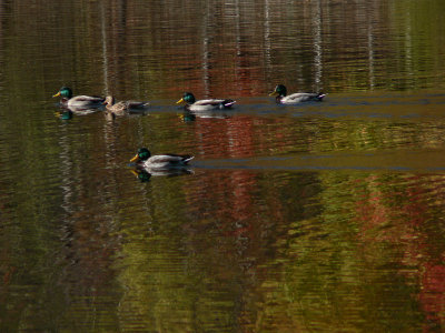 Fall Reflection