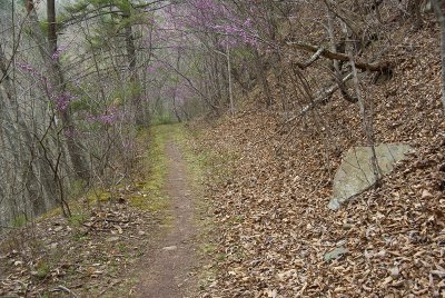 Redbuds Along the Trail