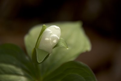 Trillium Bud