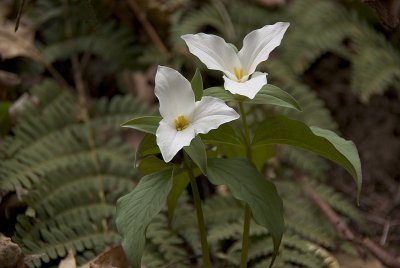 Full Bloom