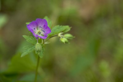 Wild Geranium