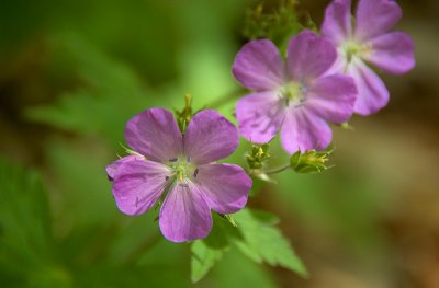 Wild Geraniums