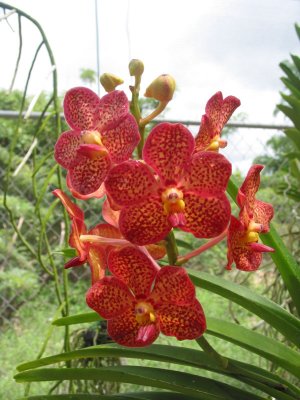 Orchid World