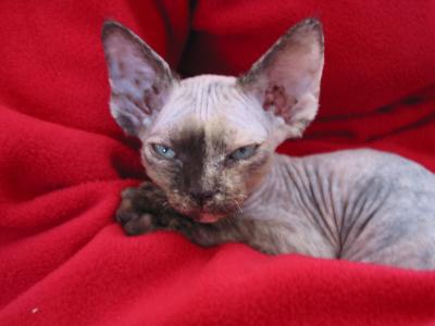 Mintie at 14 weeks...