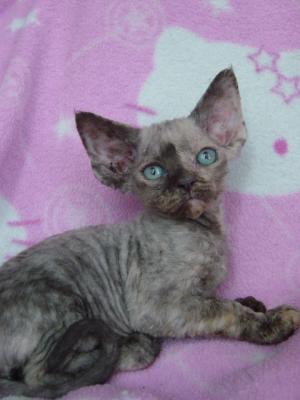 Mintie at 7 weeks...