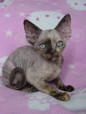 Mintie at 11 weeks...