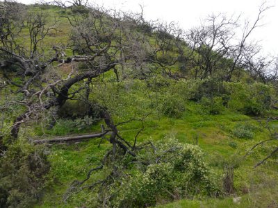 P30008 Recovery from the great fire