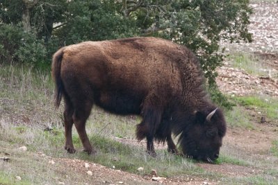 c3197 Bison on Catalina