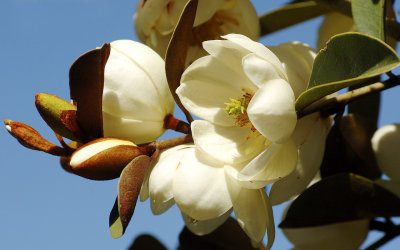 late magnolia copy.jpg