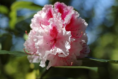 pink rhododendrum copy.jpg