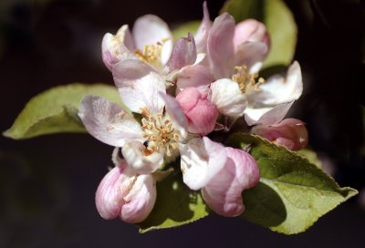 apple blossom copy.jpg