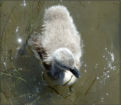 baby swan star copy.jpg