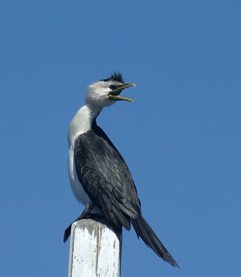 cormorant with attitude.jpg