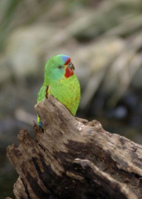 green parrot copy.jpg