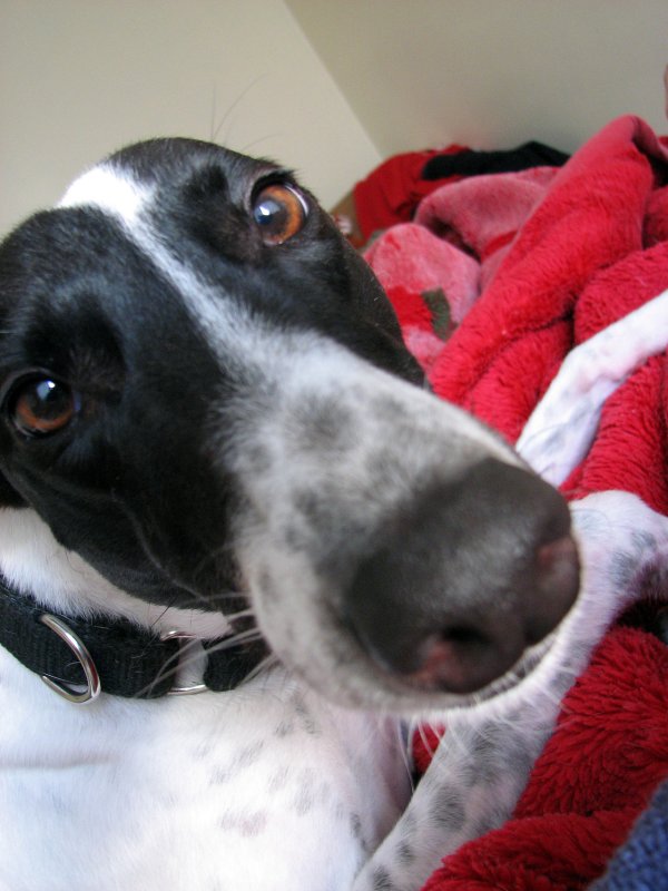 Carlow the Wide-Angle Greyhound