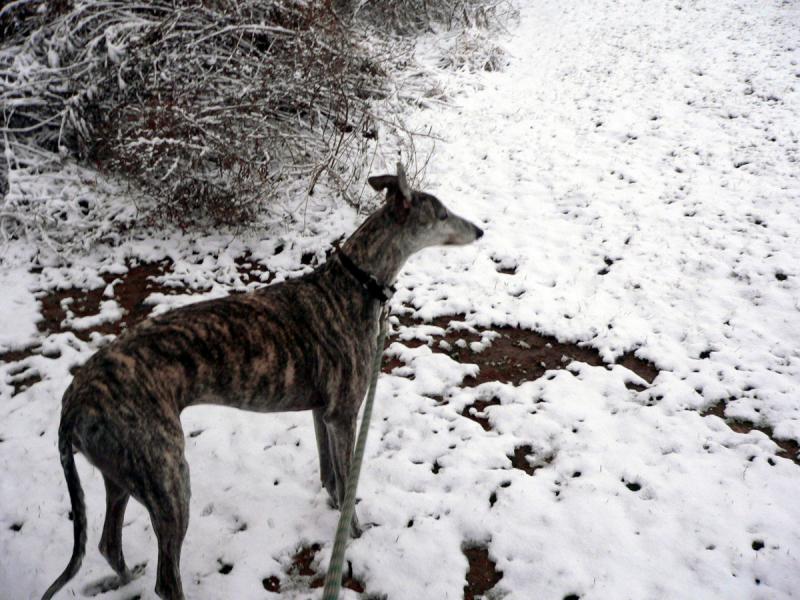 ROman the Greyhound int he snow in St Louis Missouri
