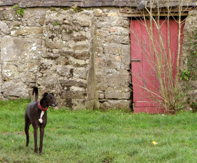 Out behind the house
