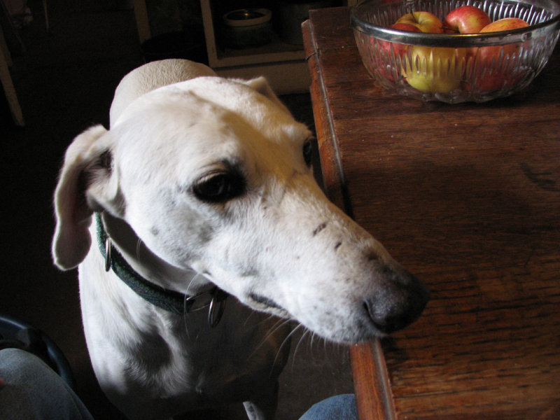 Fergal - Greyhound/Lab mix