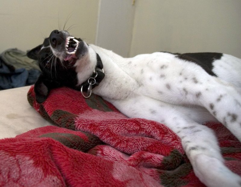 angerdawg6.jpg
