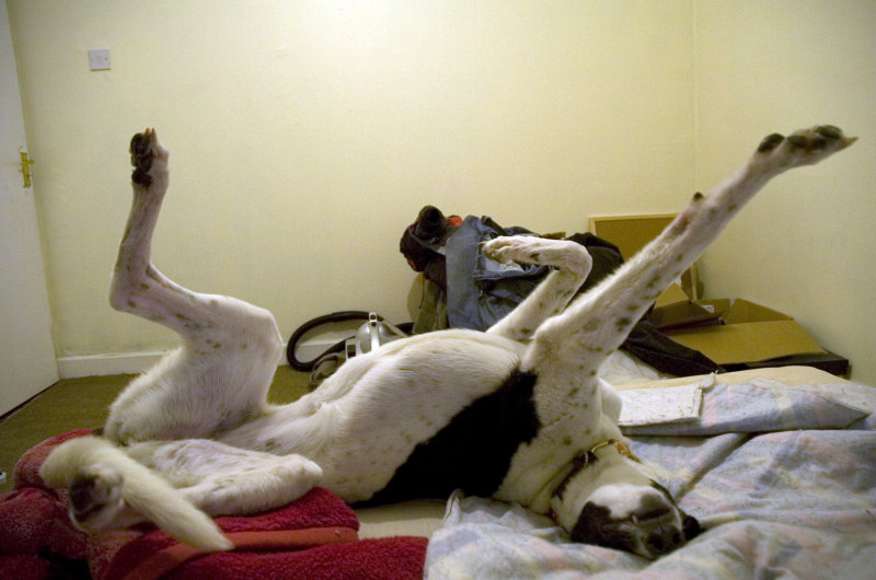 Roachin Greyhound
