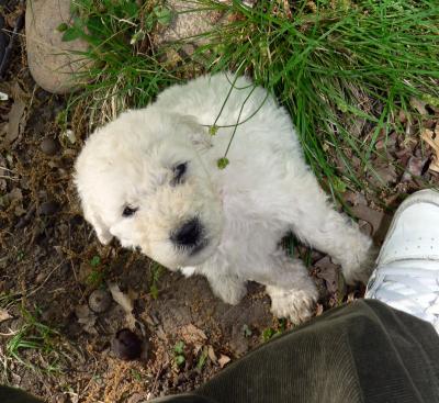 My Foot, My Komondor Pup