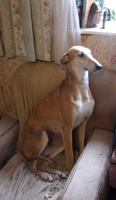 Molly - Short-Haired Saluki/Sloughi