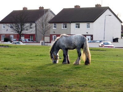 Random Horse in an estate in Clondalkin