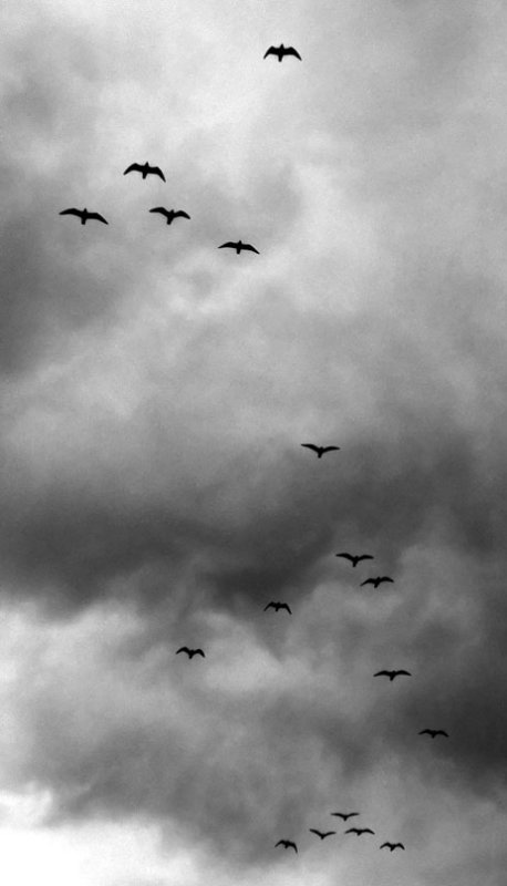 Birds Against a Stormy Sky
