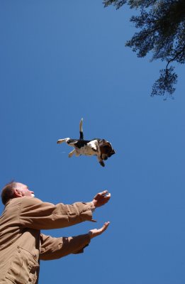It's A Bird ... It's A Plane ... It's Superdog!!!