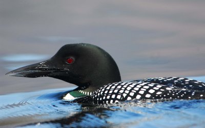 Loon