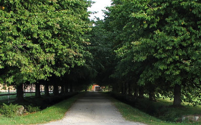 Allé med blad