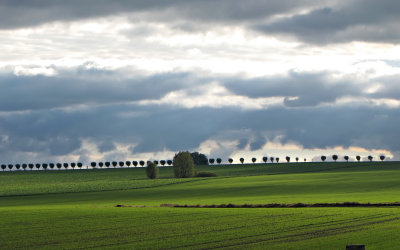 Trädrad mot molnig himmel