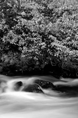 Flowing water and leaves, black and white