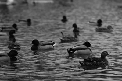 sunday crowd, fairmont park