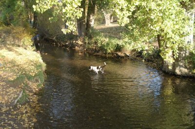 Will - dog chasing ball in stream