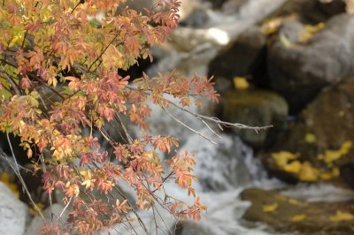 Fall colors and stream