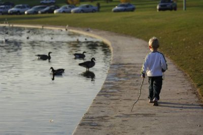 will walking by the geese
