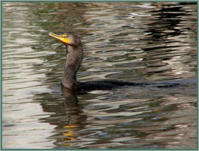 double_crested_cormorant_-_21109