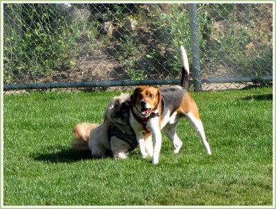 gatsby and beagle 4.jpg