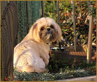 gatsby murr.jpg